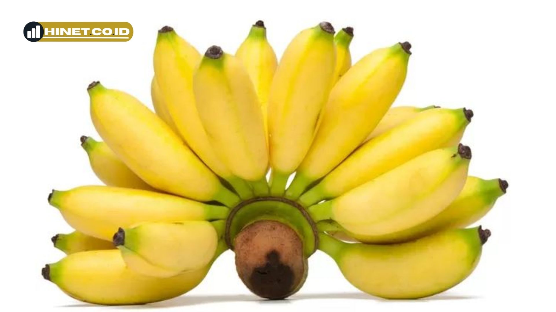 ciri ciri pisang mas