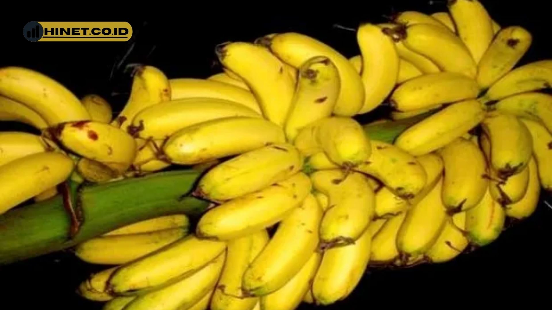 pisang uli pisang apa